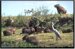 capybara29groupe.jpg (28280 octets)