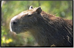 capybara30.jpg (21204 octets)