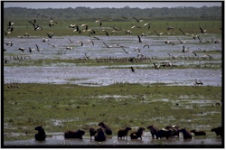 capybara43paysage.jpg (24463 octets)