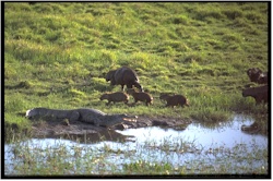 capybara45etcroco.jpg (29607 octets)