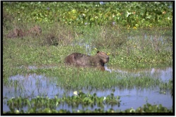 capybara47maraissolo.jpg (27802 octets)