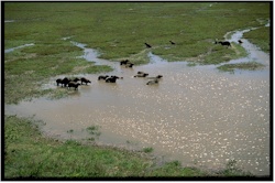 capybara48marais.jpg (22236 octets)