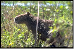 capybara50buste.jpg (29588 octets)