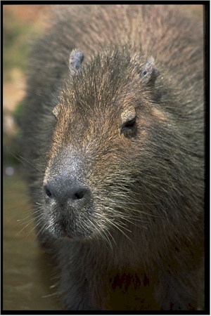 capybara59portrait.jpg (60794 octets)