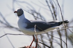 STLOUIS8130-29.jpg (12343 octets)